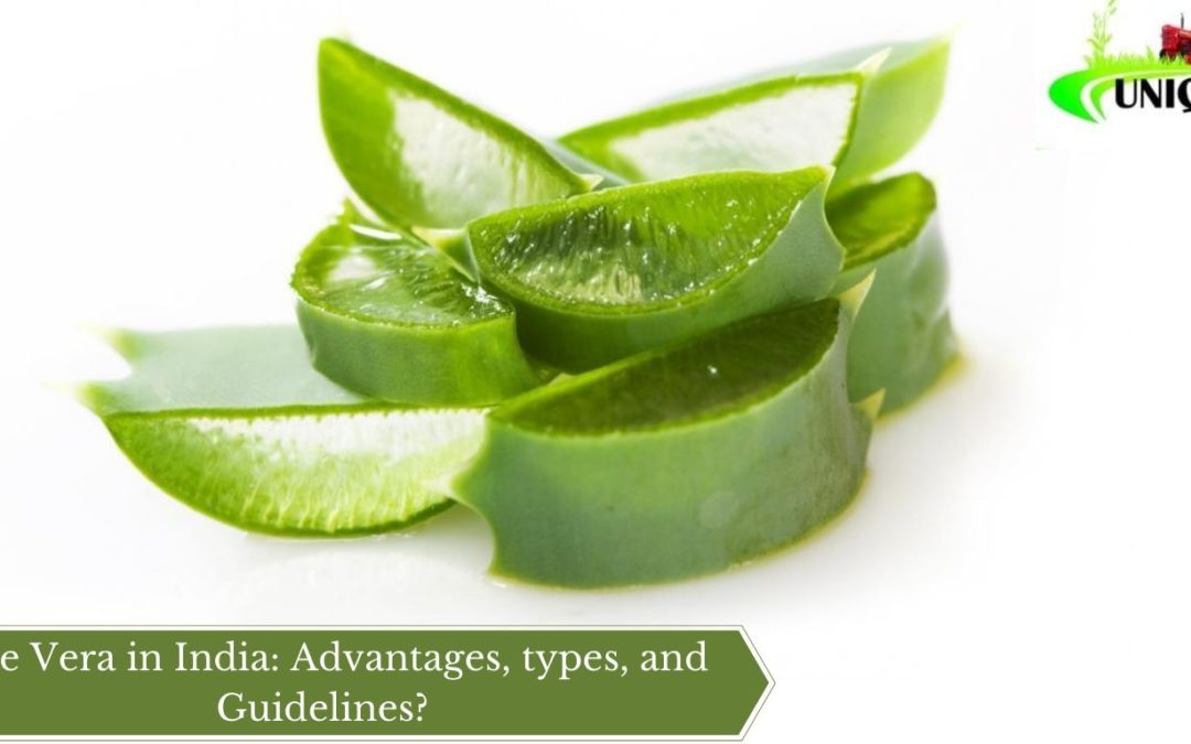 Aloe Vera in India: Advantages, types, and Guidelines?