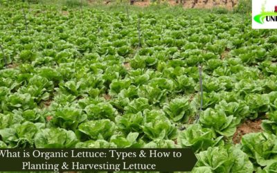 What is Organic Lettuce: Types & How to Planting & Harvesting Lettuce