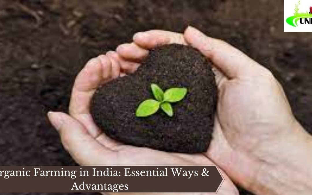 Organic Farming in India: Essential Ways & Advantages